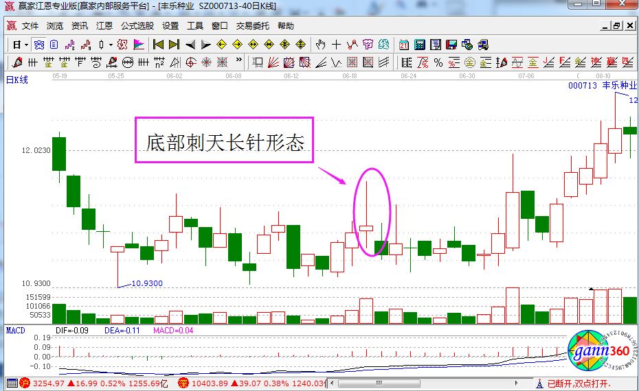 底部刺天長針形態.jpg